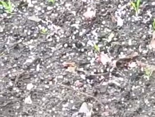 Град прошёл на юге Воронежской области