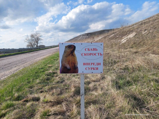 Воронежцев предупредили о байбаках, выбегающих под колёса машин в Дивногорье