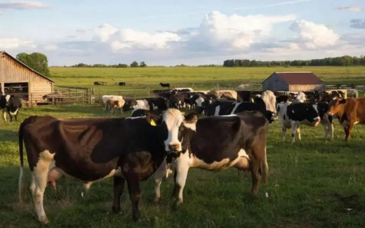 Более 56 млн рублей ущерба: экс-директор орловской «Красной Звезды» стал фигурантом дела о растрате