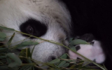 Подросший детеныш панды Диндин умилил пользователей сети