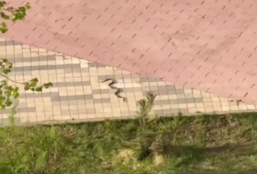 В ЖК «Испанские кварталы» жильцы заметили ползущую по двору гигантскую змею