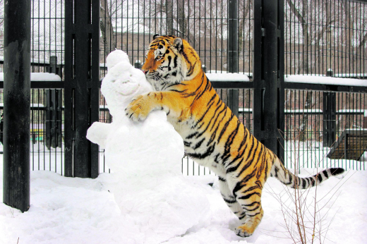 Как обитатели Воронежского зоопарка переживают аномальные морозы