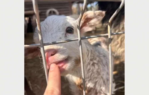 Воронежский зоопитомник показал недавно родившихся камерунских козлят и овечек