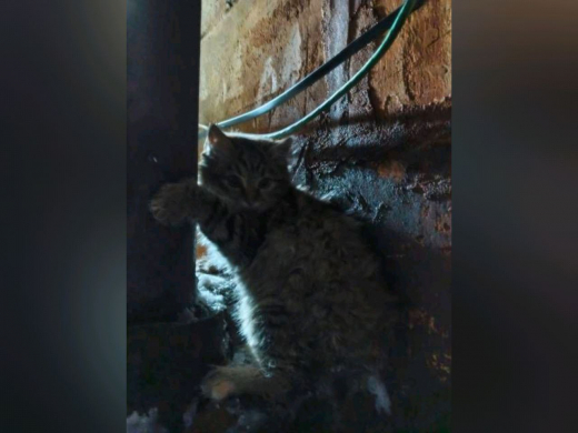 Котёнок примёрз лапками к трубе в Воронеже