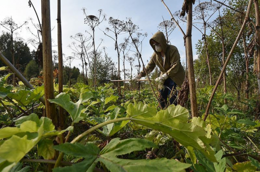 Керселян: В Подмосковье дачникам грозит штраф за произрастание борщевика