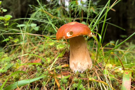 Грибник Чуканов: Много грибов этой весной в Лосино-Петровском округе