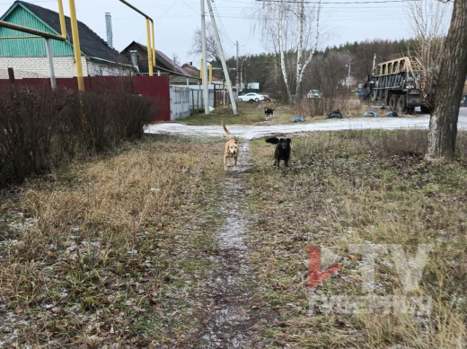 Нападение собак на воспитательницу в Воронеже попало на видео