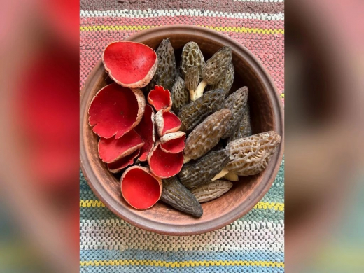 Воронежцы вышли на охоту за самыми яркими и необычными грибами