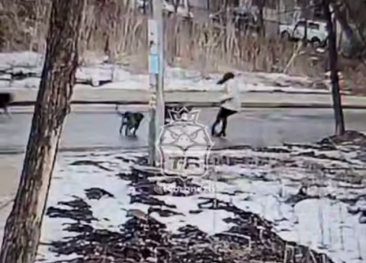 После нападения собак на девушку в Воронеже возбудили уголовное дело