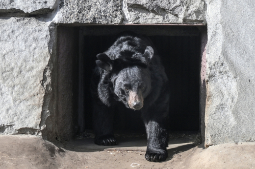 Акулова:  Бурый и гималайские медведи в Московском зоопарке вышли из спячки