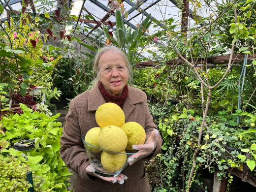 Лимоны-гиганты вырастили в Воронежском ботаническом саду