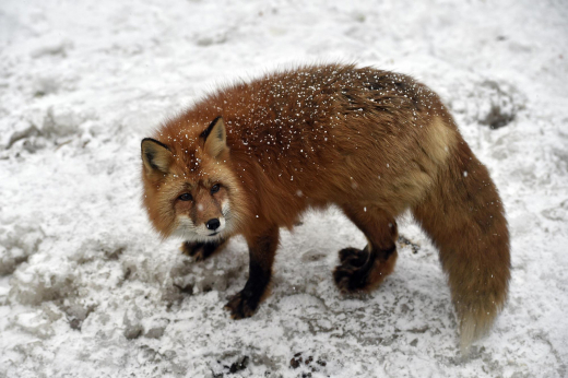 Лисы в Москве стали чаще выходить к людям в связи с периодом гона