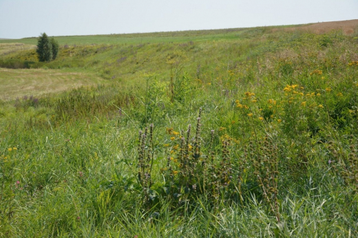 Новые особо охраняемые природные территории создадут в Воронежской области