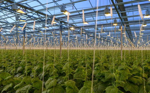 ГК «Горкунов» вложит 5 млрд рублей в расширение тепличного комплекса под Смоленском