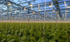 ГК «Горкунов» вложит 5 млрд рублей в расширение тепличного комплекса под Смоленском