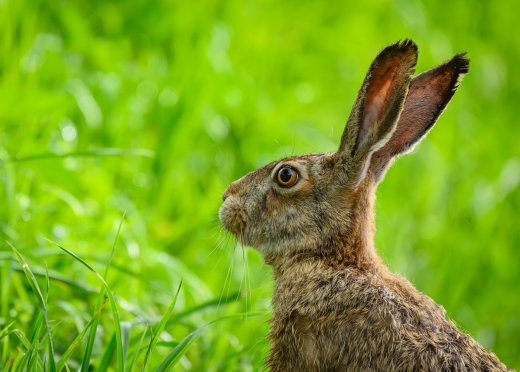 На природных территориях Москвы начали появляться зайчата