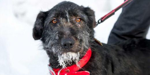 Юные жители Москвы выберут имена для трех взрослых собак из приюта «Биозона»