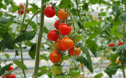 «Лента» заинтересовалась тепличным бизнесом