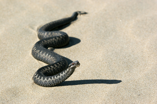 Биолог Глазков: Гадюки проснулись в Новой Москве и Подмосковье