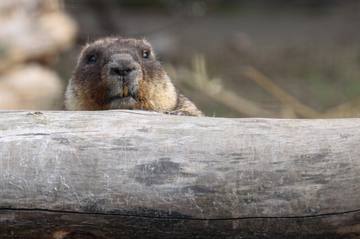 В Московском зоопарке после зимней спячки проснулись сурки