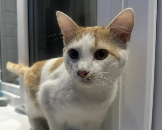 Воронежцы спасли кота, который залез на дерево и застрял на уровне пятого этажа