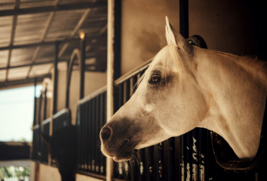 Несчастье во время конной прогулки в парке стало поводом для разбирательства в воронежском суде