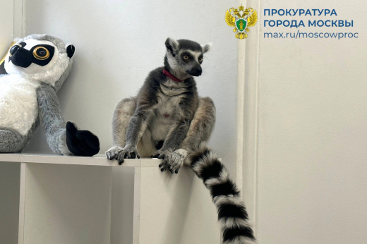 Кошачьего лемура изъяли из антикафе и перевезли в Московский зоопарк