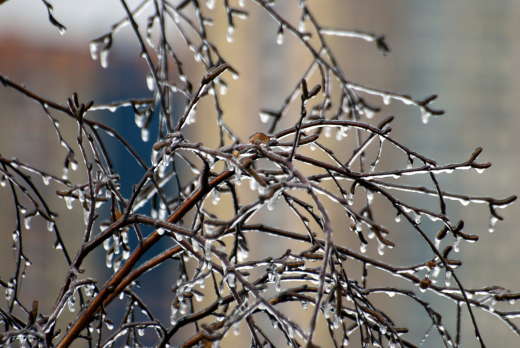 Шувалов предупредил о возможном ледяном дожде на следующей неделе