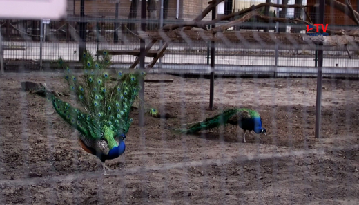 Медведица Маша в воронежском зоопарке пристрастилась к киви из-за гималайской подруги