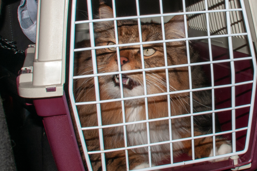 Хозяева бросили кота в переноске в московском аэропорту и улетели