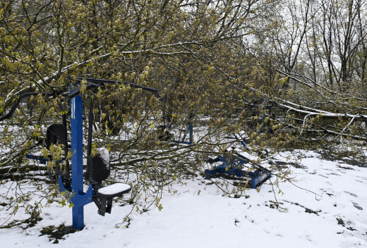 МЧС: Из-за ветра и снега в Московской области упало более 1300 деревьев