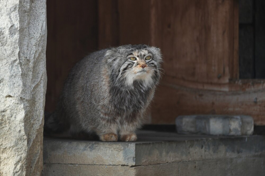 Московский зоопарк сообщил, что манул Тимофей наслаждается одиночеством