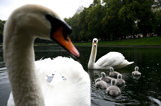 Лебеди начали возвращаться на водоемы парков Москвы после зимовки