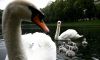 Лебеди начали возвращаться на водоемы парков Москвы после зимовки