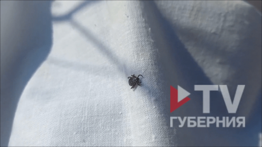 Воронежец рассказал, где подцепил первого клеща в этом году