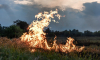 Противопожарный режим начал действовать в Воронежской области
