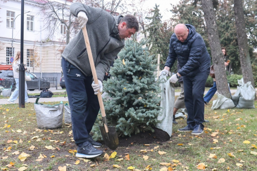 Рябины, акации, сирени и ели появились в сквере Никитина после высадки с участием мэра Воронежа
