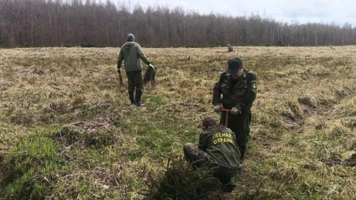 Почти 2 тыс. сеянцев ели высадили в лесах под Наро-Фоминском