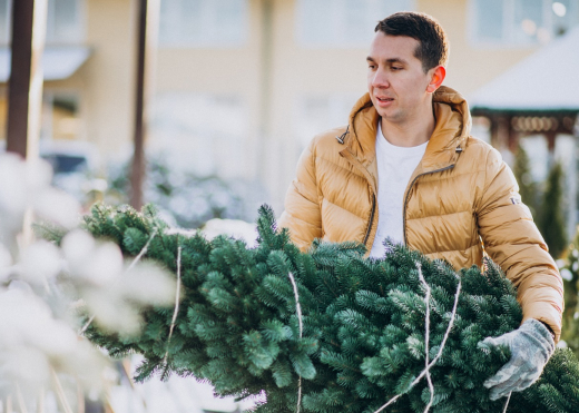 Ёлки с жуками и личинками: чем опасно живое новогоднее дерево дома