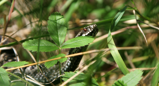 KP.RU: В Подмосковье проснулись гадюки