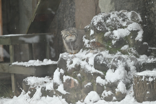Манулу Тимофею из Московского зоопарка не смогут привезти самку из Франции
