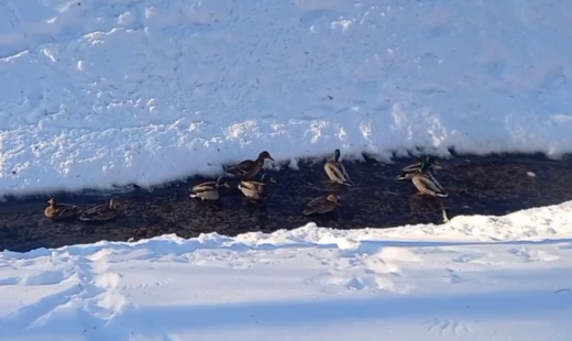 Как спаслись утки из замёрзшего озера в Центральном парке Воронежа