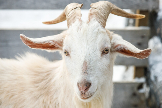 На Новосходненском шоссе на автобусной остановке заметили коз