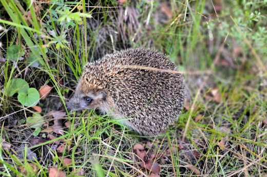 Минэкологии призвало жителей Москвы и Подмосковья не контактировать с ежами