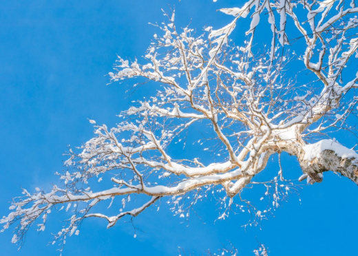 Воронежец получил травму на работе в лесу и попал в больницу