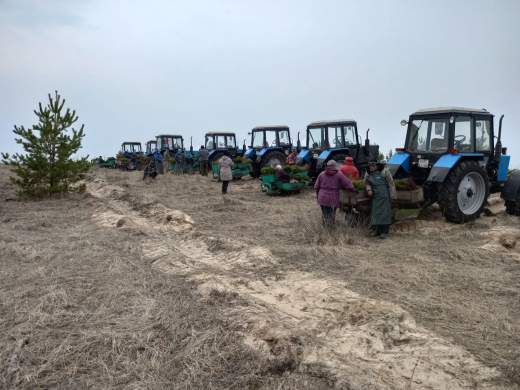 Более 3 млн новых деревьев высадят в воронежских лесах