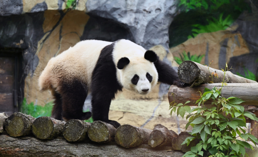 В зоопарке рассказали о королевских капризах панды Катюши