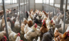 «Белгородский бройлер» нарастил долги перед подрядчиками и кредиторами на сотни миллионов рублей