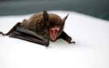 Биолог Крускоп: Летучие мыши залетают в квартиры, путая их с пещерами