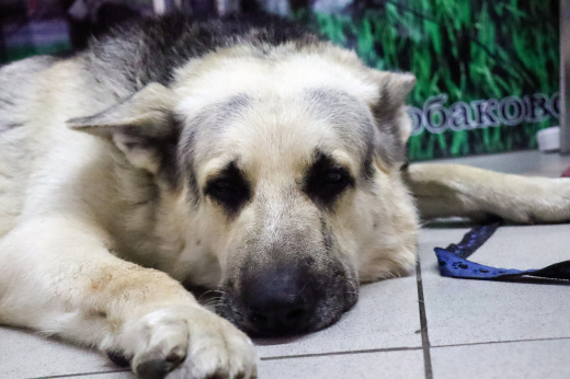 В Подмосковье волонтеры пытаются помочь двум потерявшимся немецким овчаркам